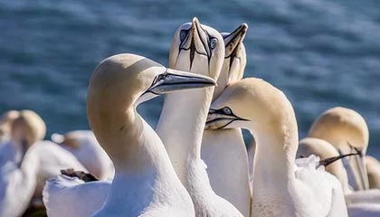 速通慈善活动 Awesome Games Done Quick 2024 为癌症研究筹集了超过 240 万美元