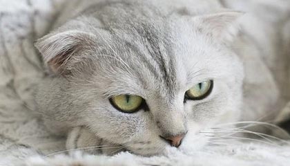 《炉石传说》无界空宇洛德卡组分享