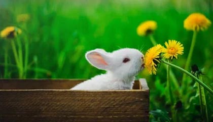 旧神究竟想要什么？